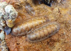 Ischnochiton cariosus