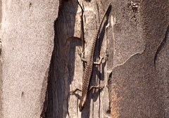 Cryptoblepharus pannosus