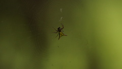 Micrathena lucasi