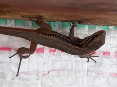 Psammodromus algirus