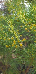 Acacia calamifolia