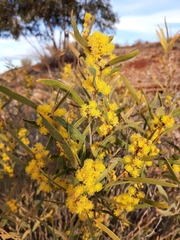 Acacia jennerae