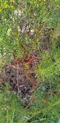 Acacia calamifolia