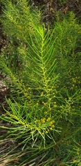Acacia calamifolia