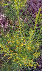 Acacia calamifolia