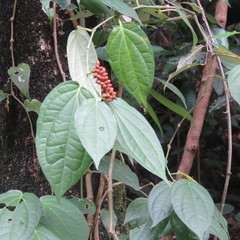 Piper lanatum