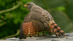 Roadside Hawk photo 3