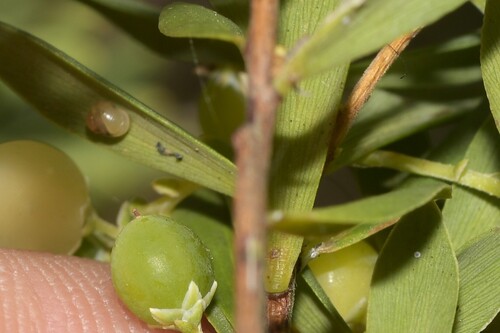 Elasmias wakefieldiae observed 2025-10-24