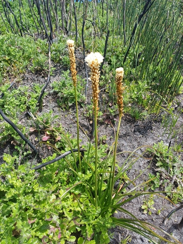 Water Catstail (Bulbinella nutans)