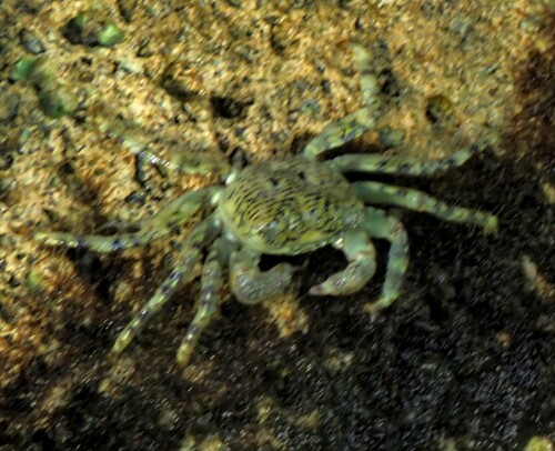 Pachygrapsus corrugatus