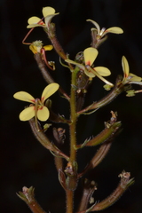 Stylidium pendulum