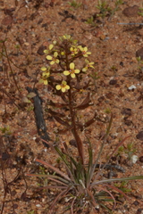 Stylidium pendulum