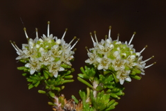 Darwinia sphaerica