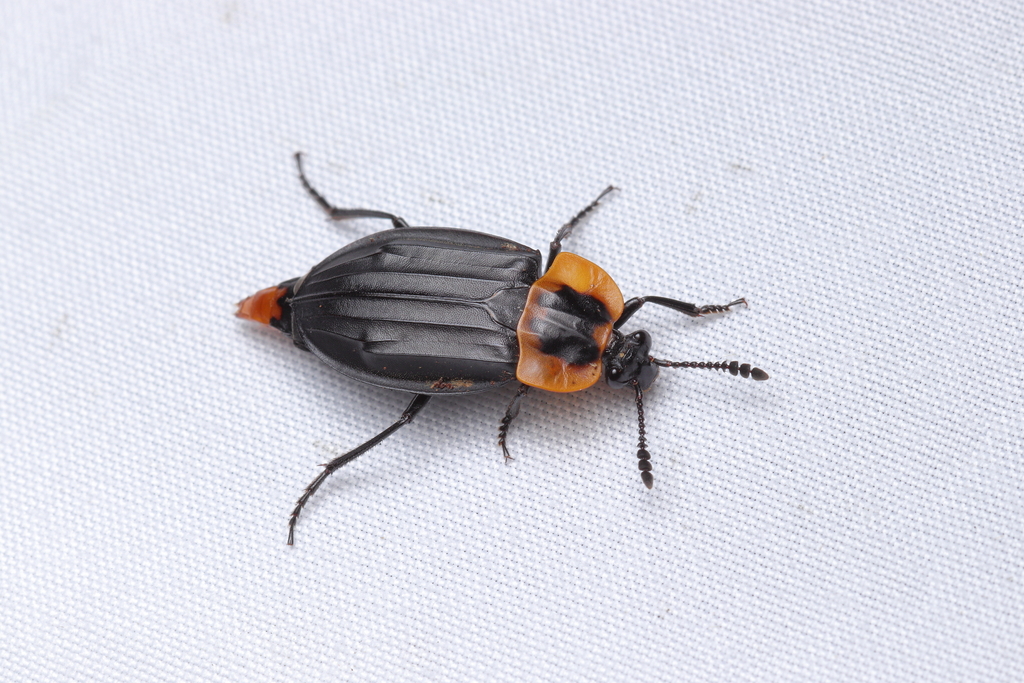 Oxelytrum discicolle