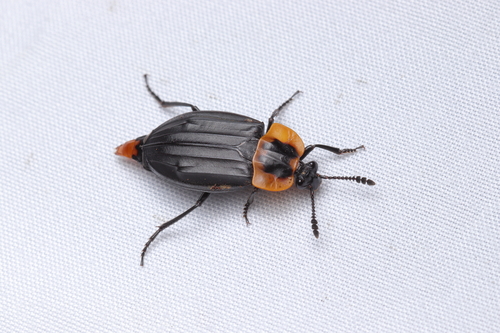 Oxelytrum discicolle