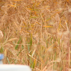 Emberiza rustica
