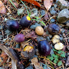 Umbellularia californica