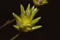Ptilotus eremita