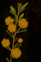 Acacia spathulifolia
