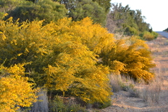 Acacia spathulifolia