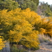 Acacia spathulifolia - Photo (c) Tim Hammer, algunos derechos reservados (CC BY-NC), subido por Tim Hammer