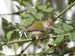 Orthotomus sutorius