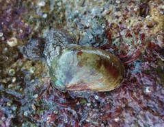 Stomatella impertusa