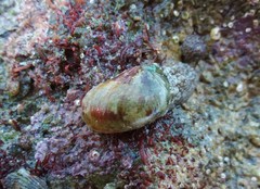 Stomatella impertusa