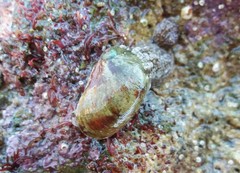 Stomatella impertusa