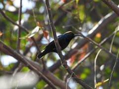 Cinnyris asiaticus