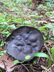 Urnula padeniana