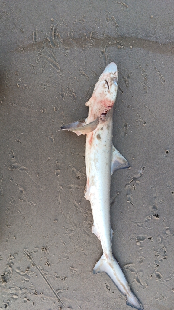 Brazilian sharpnose shark (Rhizoprionodon lalandii) — Carcharhinidae