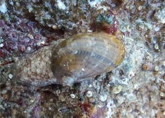 Stomatella impertusa