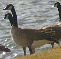 Branta canadensis