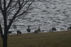 Branta canadensis