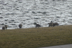 Branta canadensis