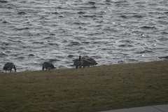 Branta canadensis