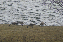 Branta canadensis