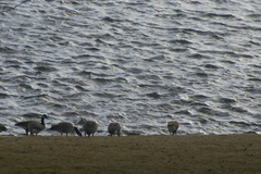 Branta canadensis