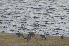 Branta canadensis