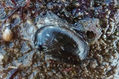 Stomatella impertusa