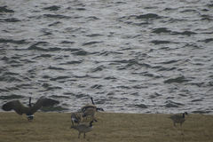 Branta canadensis