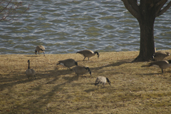 Branta canadensis