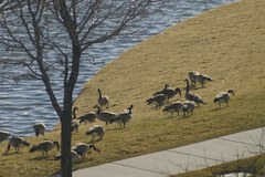 Branta canadensis