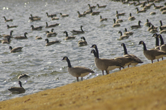 Branta canadensis