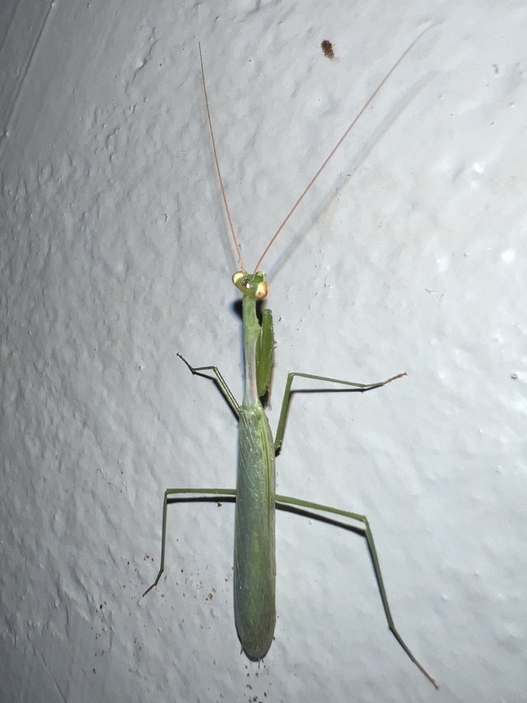 Miomantis in October 2025 by Luke Smith · iNaturalist