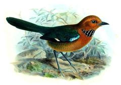 Rufous-Headed Ground-Roller photo 3