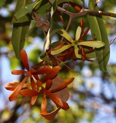 Ancistrocladus heyneanus
