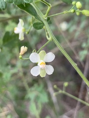 Cardiospermum corindum