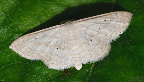 Scopula benitaria photo 5
